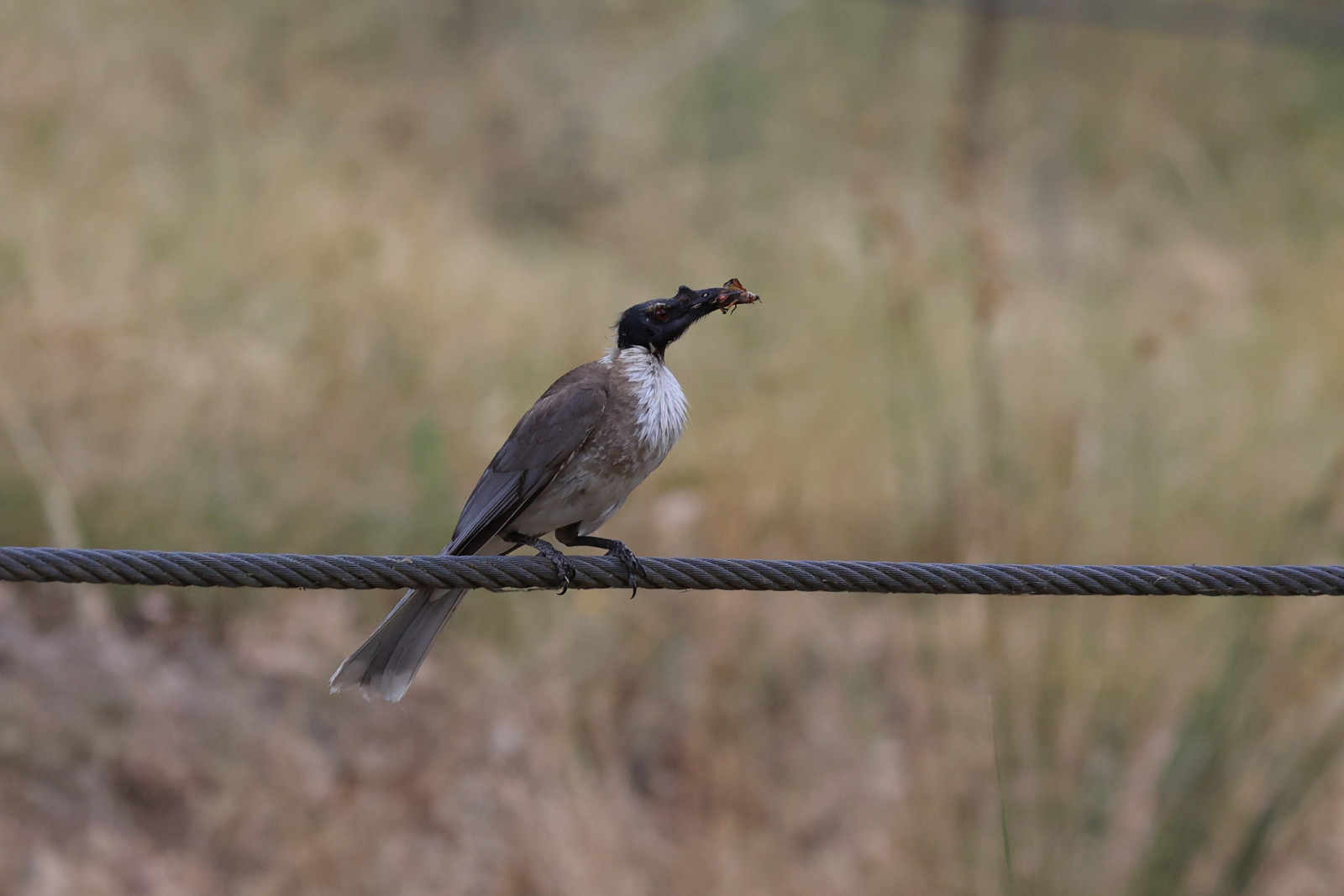 image Noisy Friarbird